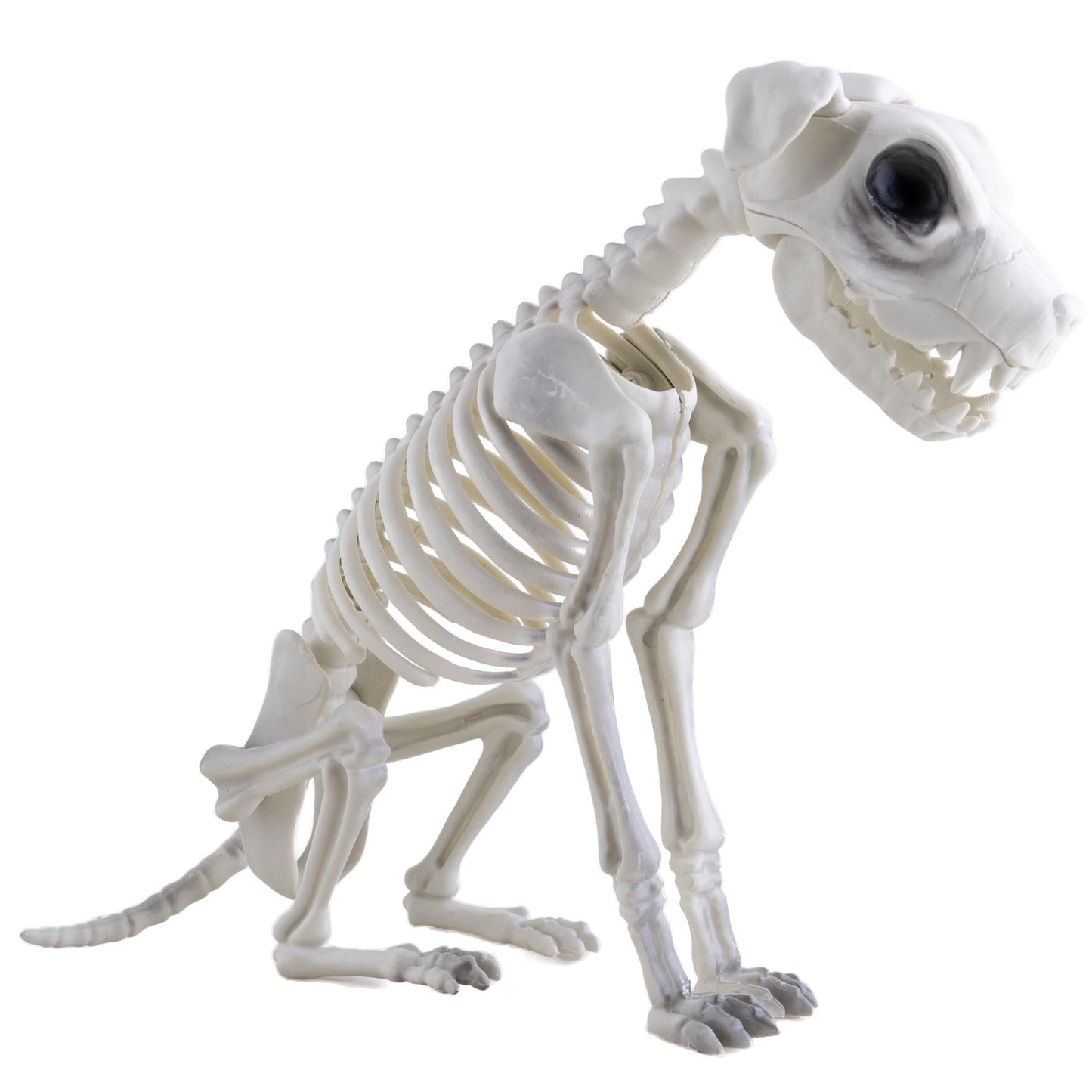 Hundeskelett 43 cm – Gruselige Halloween Deko